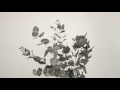 Relaxing Eucalyptus botanical HD. Loop Relaxing Eucalyptus botanical HD. Loop