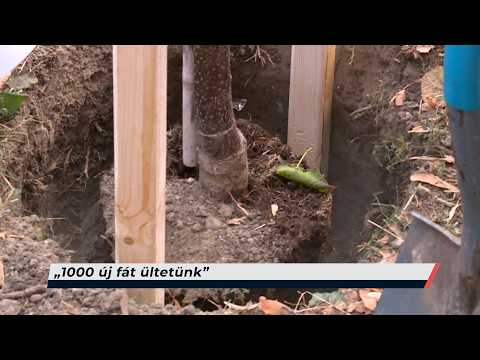 Híradó - 2026.10.15. – Csütörtök