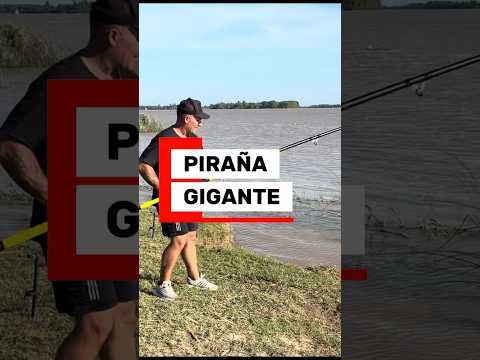 PIRAÑAS GIGANTES EN RAMALLO #fishing #lineadepesca #pesca #viral #fish #pirana
