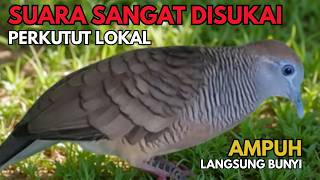 Download lagu Perkutut Lokal Gacor Suara Paling DiSUKAI - Pancingan Semua Burung Perkutut Agar Cepat Bunyi - L77 mp3