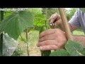 How To Double Your CUCUMBER Production? - YouTube