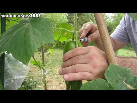 Slimming na may melon Diet smoothies sa isang blender para sa mga recipe pagbaba ng timbang