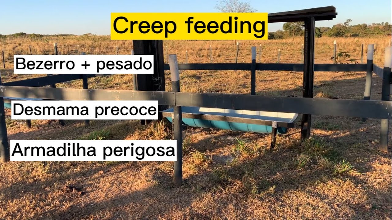 CREEP FEEDING: UM ESTRATÉGIA LUCRATIVA PARA POUCOS