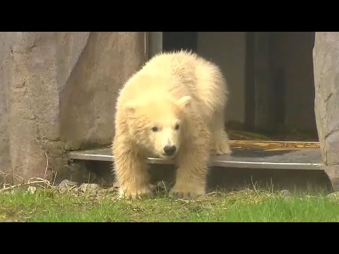 Baby Polar Bear Takes Its First Steps Outside