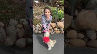 Maggie begging for food on April 4, 2025 #2