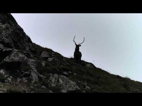Male deer against sky in Val di Rabbi