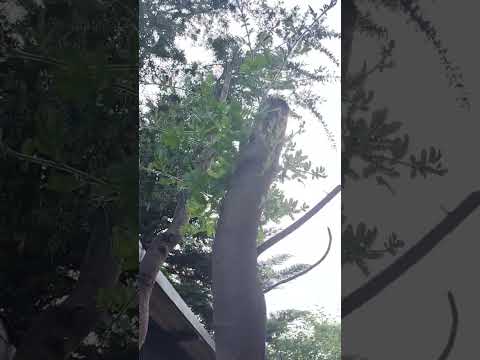 園芸 冬のミモザ