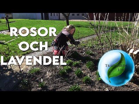 Rosor och Lavendel, när ska jag klippa/beskära?