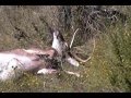 Ariels Buck