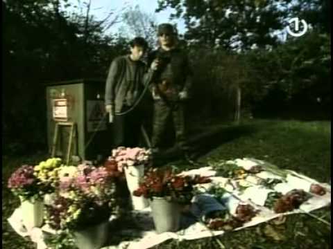 TLN 3, izbijanje mira