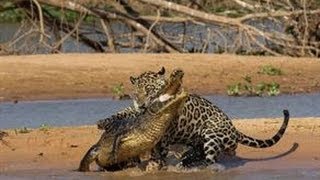 Jaguar vs Timsah