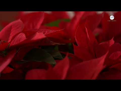 download lagu mp3 mp4 Iciar Medios, download lagu Iciar Medios gratis, unduh video klip Iciar Medios