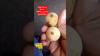 Download lagu jangan ngeresss dulu ini buah nikmat mp3