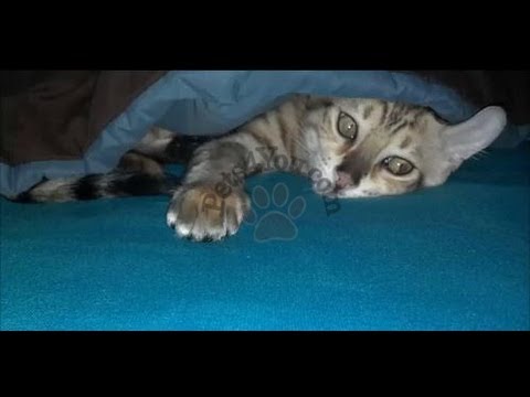 Jag Cat