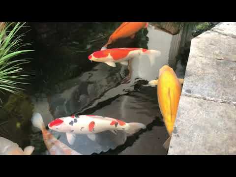 Indoor koi pond 2020 2