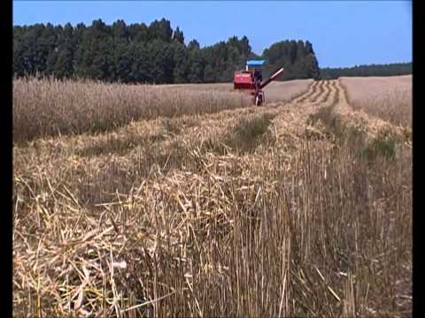 Żniwa2013 MF86 Żyto