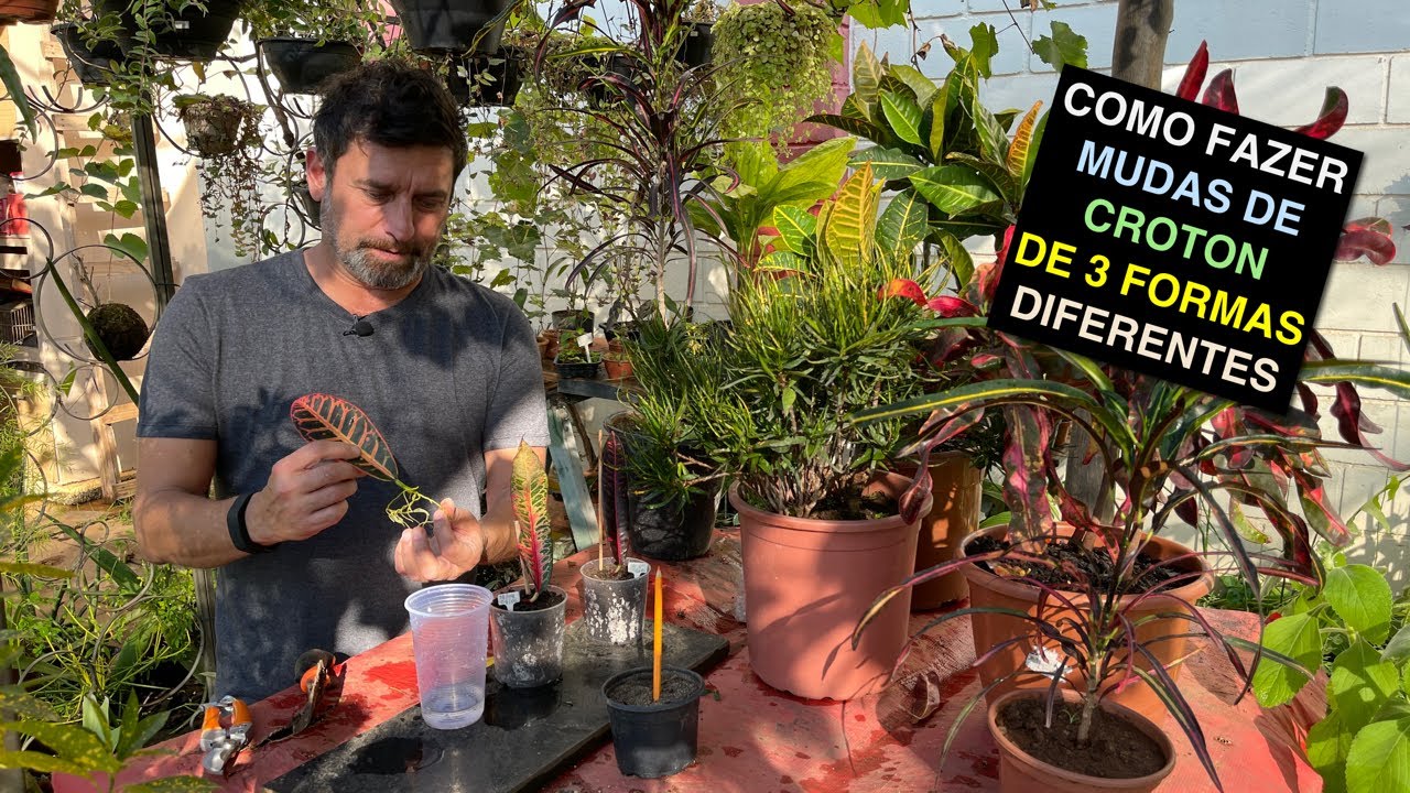 Como Fazer Muda de Croton de 3 Formas Diferentes