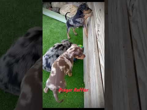 Pinscher Mini - Prager Rattler-thumb-1