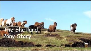 The Shetland Pony Story: TV Special Episode 200