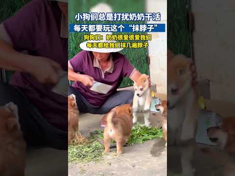 小狗们总是打扰奶奶干活，每天都要玩这个“抹脖子”#狗狗日常 #狗狗搞笑 #狗狗是生活的解药 #萌宠出道计划 #萌宠成精了