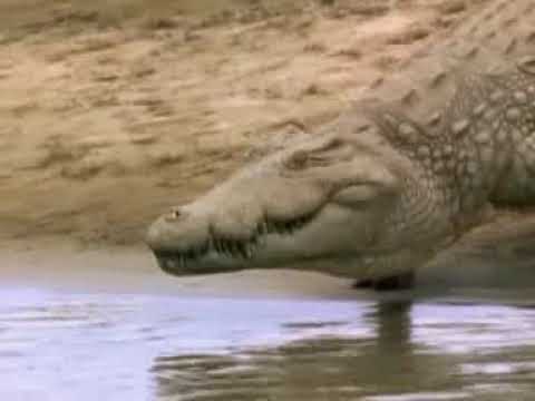 Tropami Tajemnic Discovery Channel  – Krokodyle