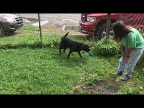 Nellie Olsen, an adopted Retriever Mix in Kittanning, PA_image-1