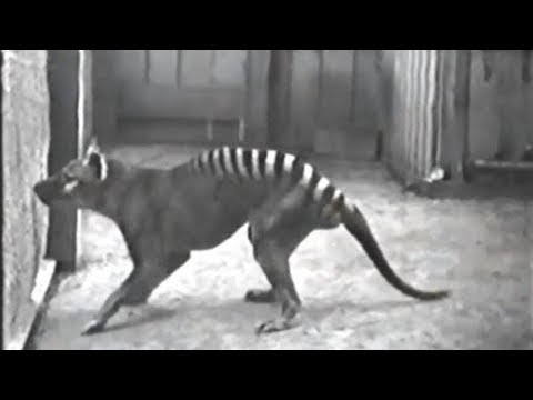 Rare Clips of Extinct Animals