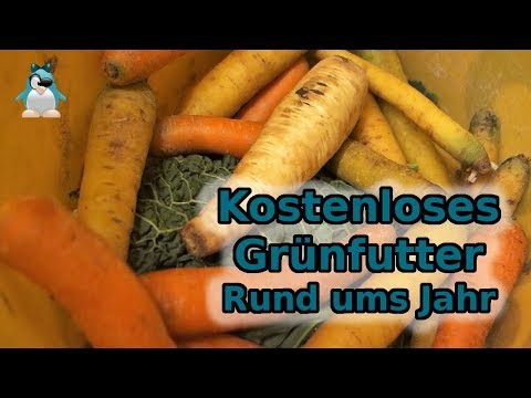 Kostenloses Futter 🥕 für Hühner, rund ums Jahr #Tipp