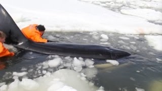 Trapped Orca Freed in Russia!