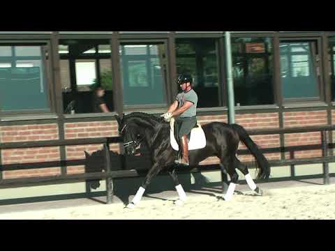 Fürstlady 4 jä. Stute von Fürsten Look