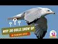 Why Do Gulls Show Up In Parking Lots