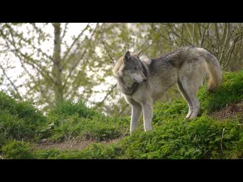 download lagu mp3 mp4 Wolf Conservation Projects, download lagu Wolf Conservation Projects gratis, unduh video klip Wolf Conservation Projects