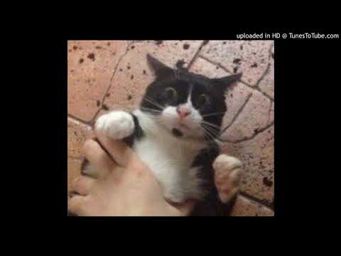 [FREE] $OHO BANI x Konz Type Beat