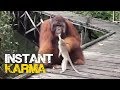 Monkey Steals Banana from Orangutan's Mouth - Instant Regret