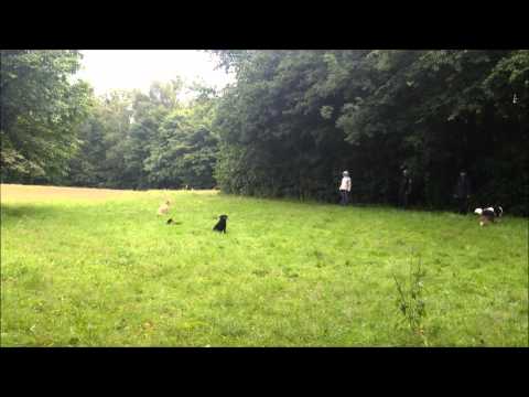 Dog Campus - Die Hundeschule Gruppentraining
