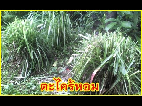 ลดลงราคาค้อนของพรู วิธีการที่จะกระตุ้นผู้หญิงที่จะให้