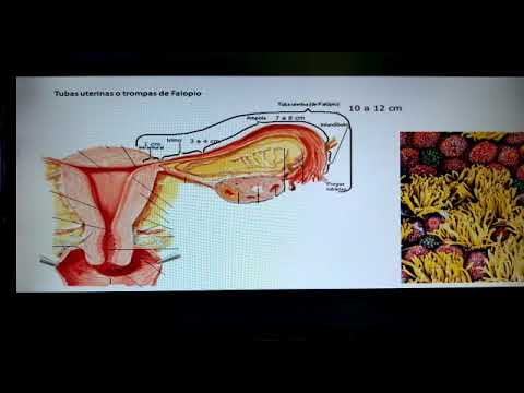 5 Trompas de falopio