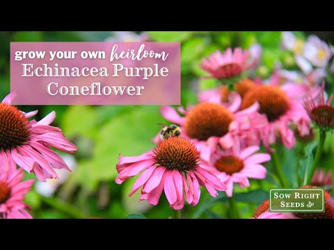 Sow Right Seeds | Echinacea Purple Coneflower