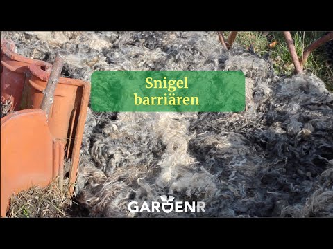 Snigelbarriären - Trädgårdshacks med GardenR