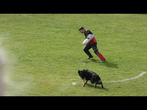 WUSV 2021  FIN 1 - JUSA KOIVISTO & RICKY DEL LUPO NERO  C 90