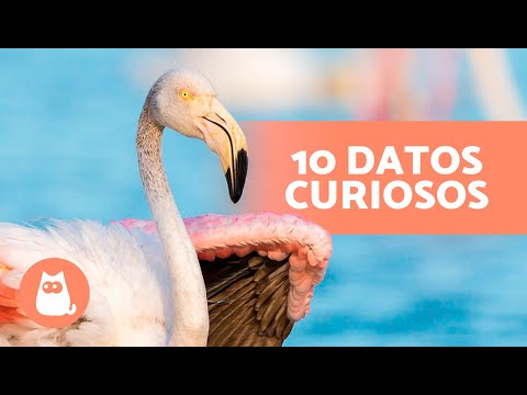 10 CURIOSIDADES sobre los FLAMENCOS que te sorprenderán 🦩😯