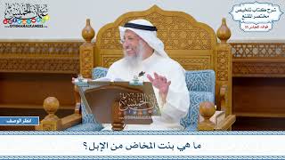 1827 - ما هي بنت المخاض من الإبل؟ - عثمان الخميس