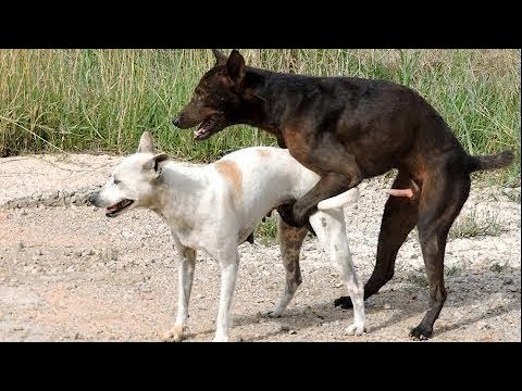 Awesome Smart Rural Dogs !! Dog Meeting for the Summer Season in Village, Very fast | Pets Life  #44