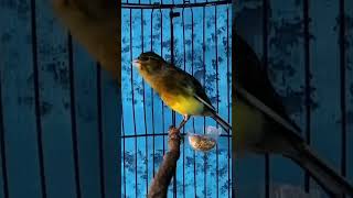 Download lagu KENARI malas bunyi, Terapi untuk kenari masteran canary #canarysingtraining #kanareyka mp3