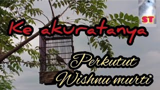 Download lagu Keakuratan perkutut Wisnu murti mp3