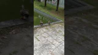 学校に野鳥がいたので接近を試みる