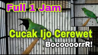 Download lagu BURUNG CUCAK IJO GACOR BOCORR || DURASI 1 JAM FULL || TANPA IKLAN & JEDA mp3