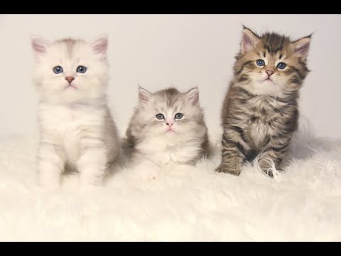 Tiara's litter Dec 2021