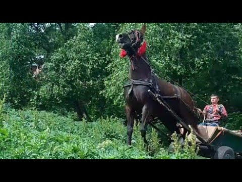 Merg cu Murgu la cosit de iarbă...!!!