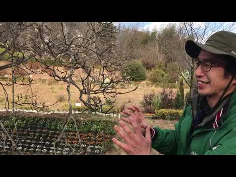 手間をかけずに庭のモクレンをうまく維持するためのアドバイスと推奨事項  庭園